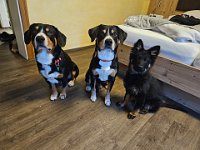 Qiu und ihre Freunde